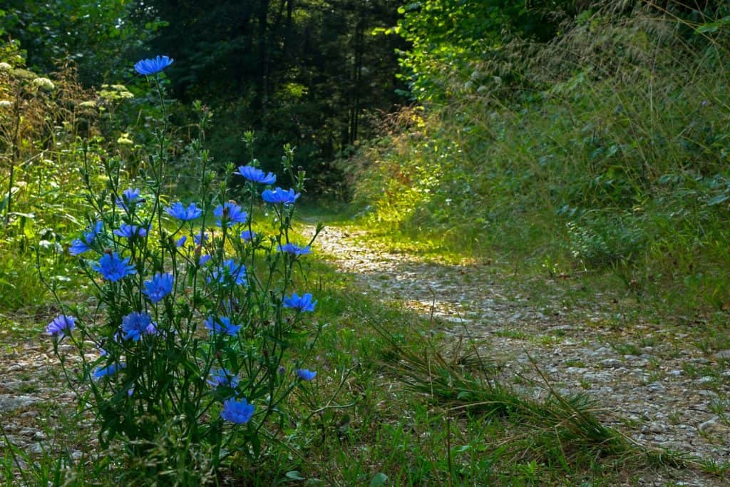 cykoria podróżnik